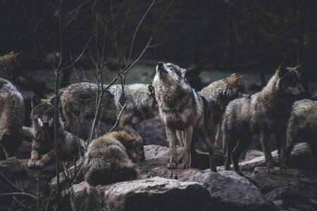 Lobos. Foto: Unsplash.