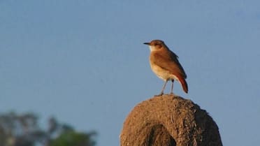 Cómo atraer horneros a tu jardín: el truco que llamará a estos pájaros durante la primavera