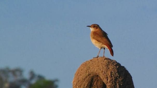 Cómo atraer horneros a tu jardín: el truco que llamará a estos pájaros durante la primavera