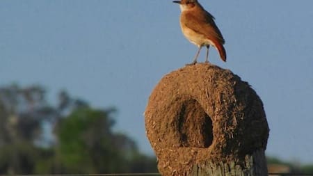 Hornero. Fuente: Pinterest