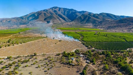 Viñedos del valle de Apalta - Santa Cruz, Chile. Fuente: NA
