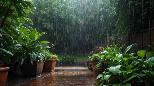 Al mal tiempo, buena planta: cuáles son los beneficios del agua de lluvia para jardines y cultivos, según la ciencia
