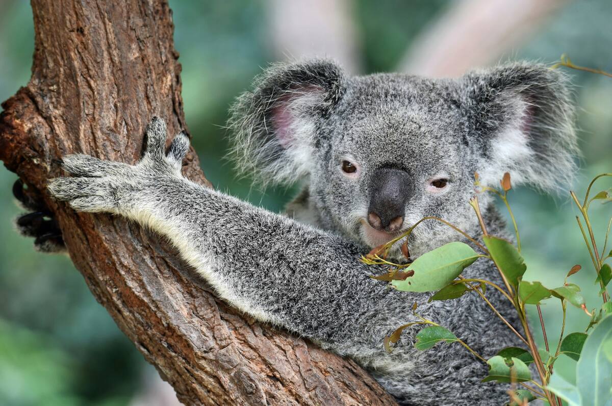 Koala. Fuente: Unsplash
