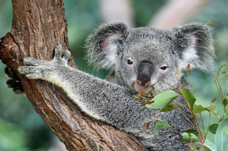Koala. Fuente: Unsplash