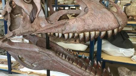 Meraxes Giga, esqueleto de dinosaurio hallado en Neuquén. Foto: Fundación Azara.