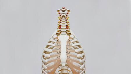 Huesos. Fuente: Pexels