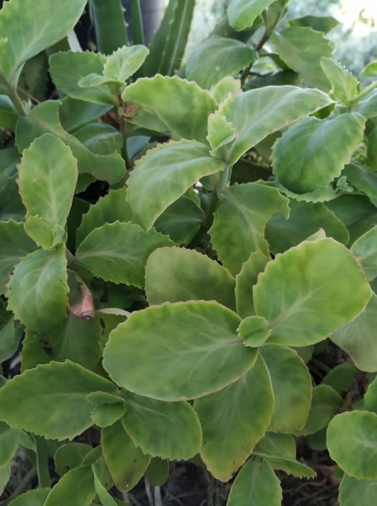 hierba callera (Hylotelephium telephium)