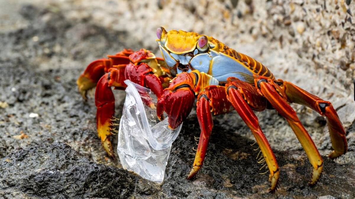 Plasticósfera, un documental sobre la contaminación de plásticos y microplásticos. Foto: Sergio Izquierdo