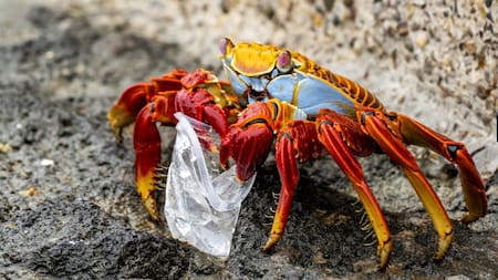 Plasticósfera, un documental sobre la contaminación de plásticos y microplásticos. Foto: Sergio Izquierdo