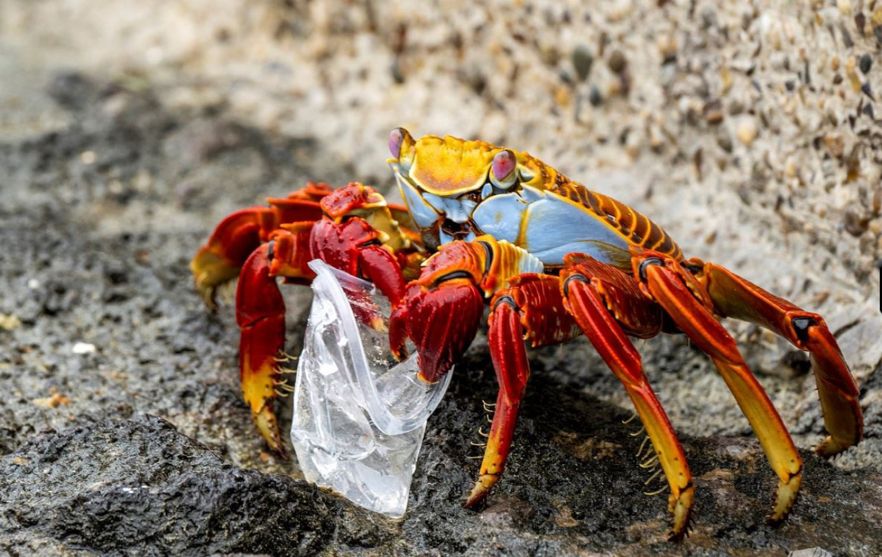 Plasticósfera, un documental sobre la contaminación de plásticos y microplásticos. Foto: Sergio Izquierdo