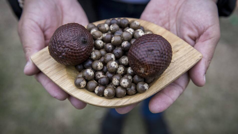 El asaí tiene propiedades energizantes y antioxidantes. Foto: EFE