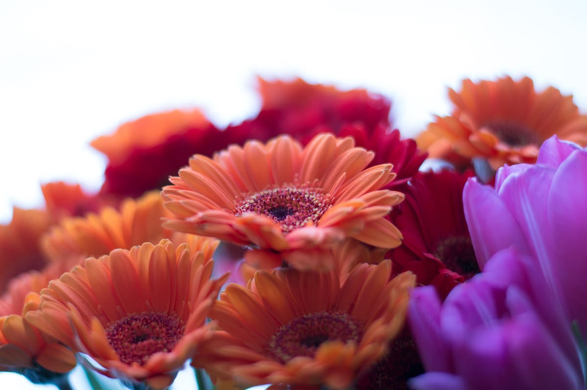 La gerbera también es conocida como margarita africana.