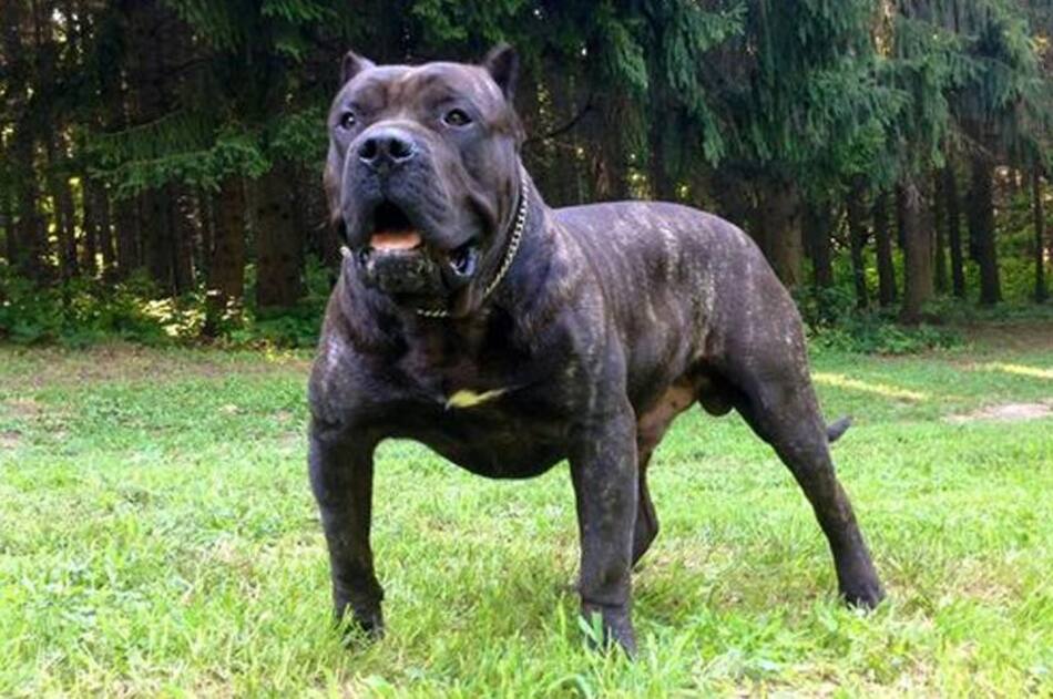 Presa canario