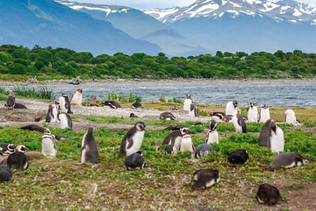 Pingüinos. Foto: Turismo Ushuaia.