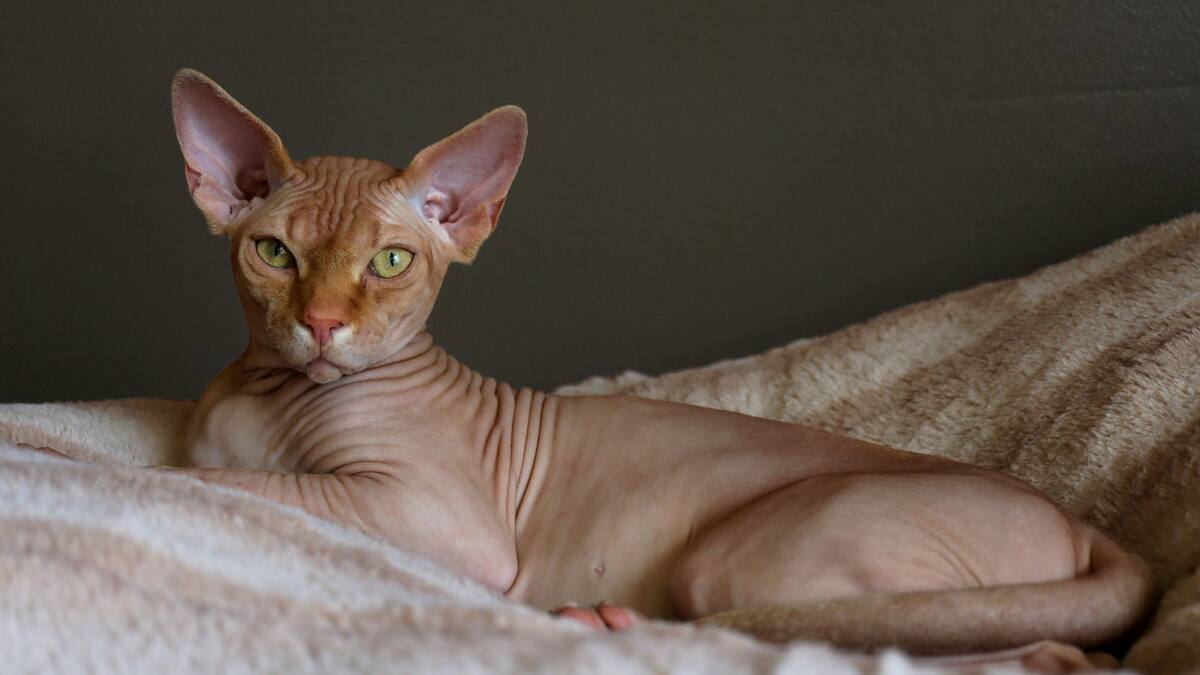 Gato Esfinge. Foto: Unsplash