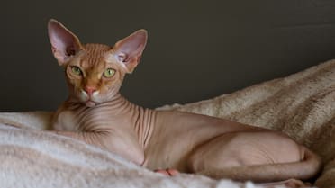 Prohibición histórica: un país vetará la tenencia de una raza de gato por un curioso motivo