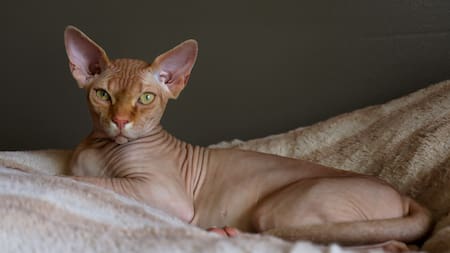 Gato Esfinge. Foto: Unsplash