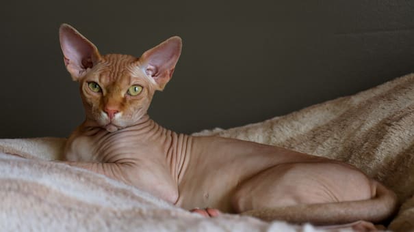 Prohibición histórica: un país vetará la tenencia de una raza de gato por un curioso motivo