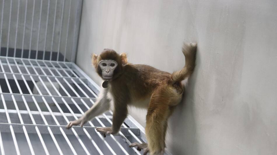 Científicos chinos clonan con éxito un mono rhesus