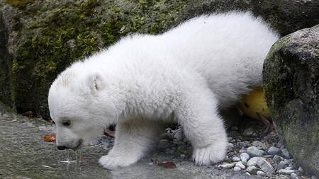 Oso polar en Alemania (Reuters)