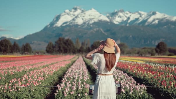 Tulipanes patagónicos: la increíble historia detrás del colorido campo de Trevelin
