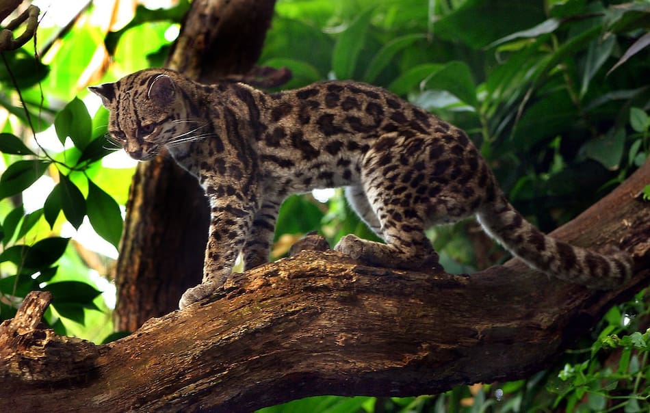 Leopardus wiedii, gato, gato silvestre. Foto X,