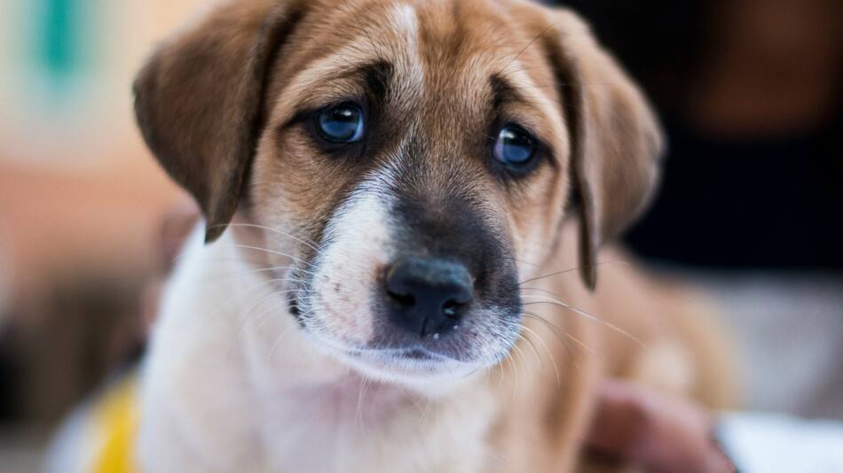 Los alimentos que evitan el estrés en los perros. Foto Unsplash.