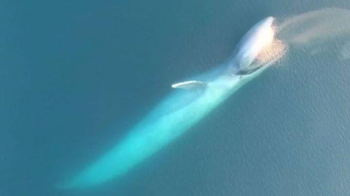 Ballena azul