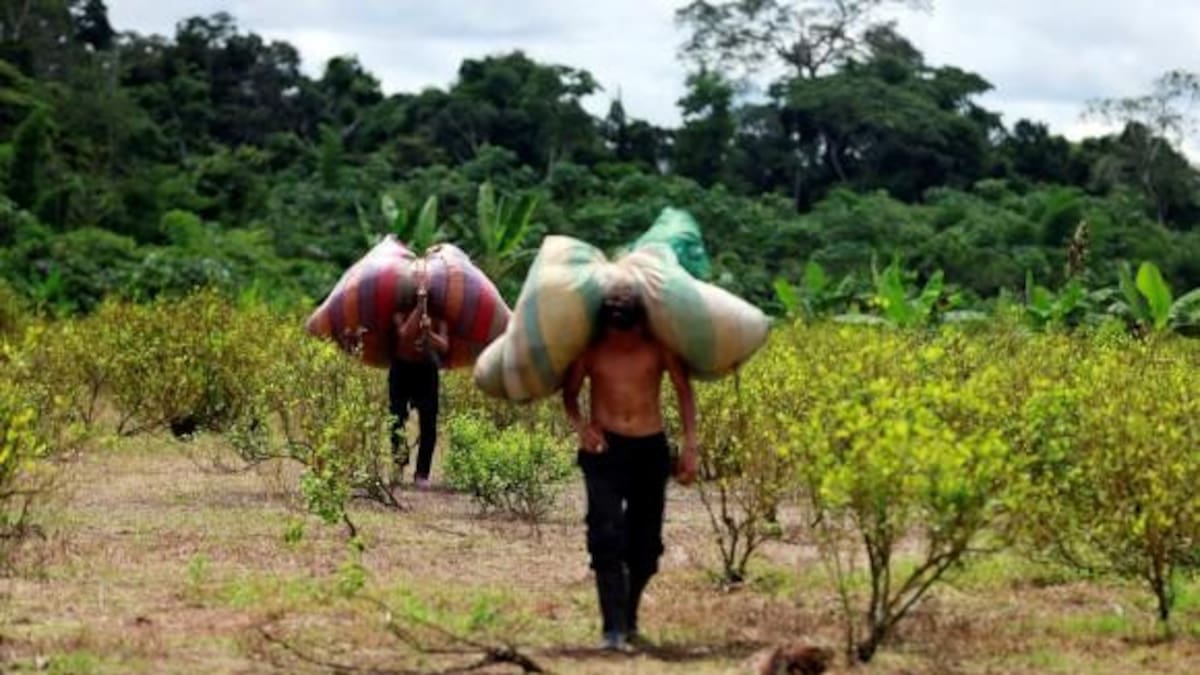 Cultivos coca - Colombia