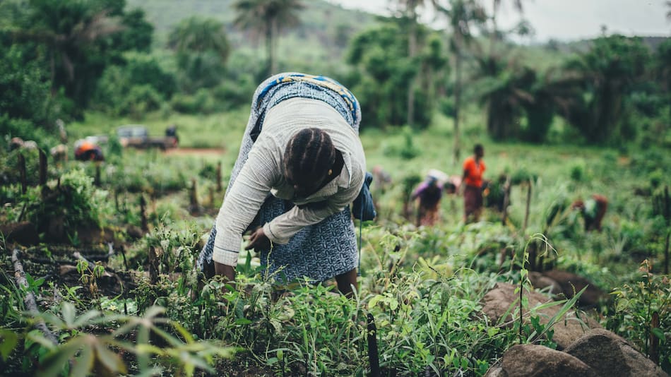 Agricultura en África. Foto: Unsplash.