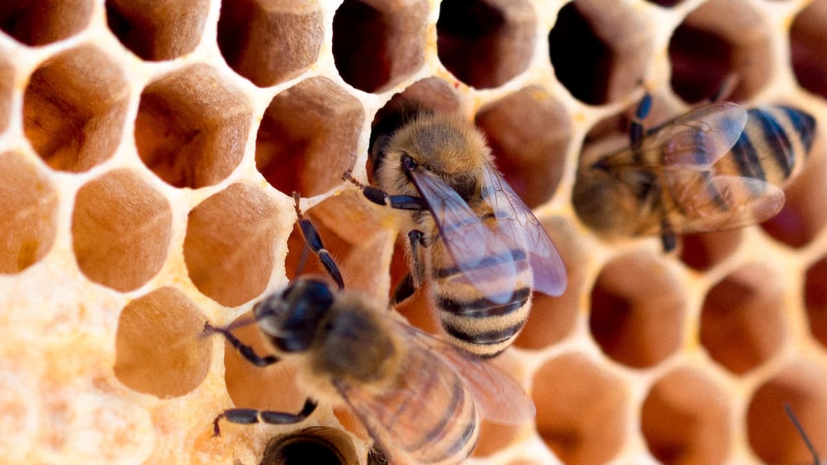 Abejas. Foto: Unsplash.