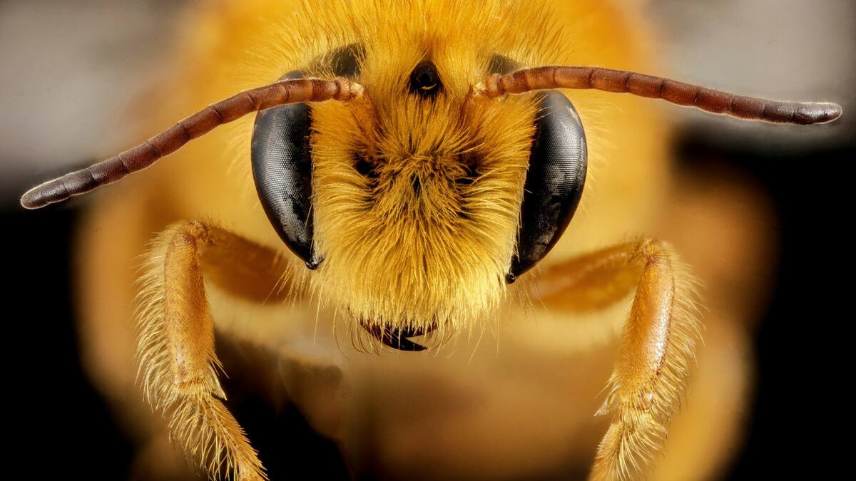 Abejorro. Foto: Unsplash