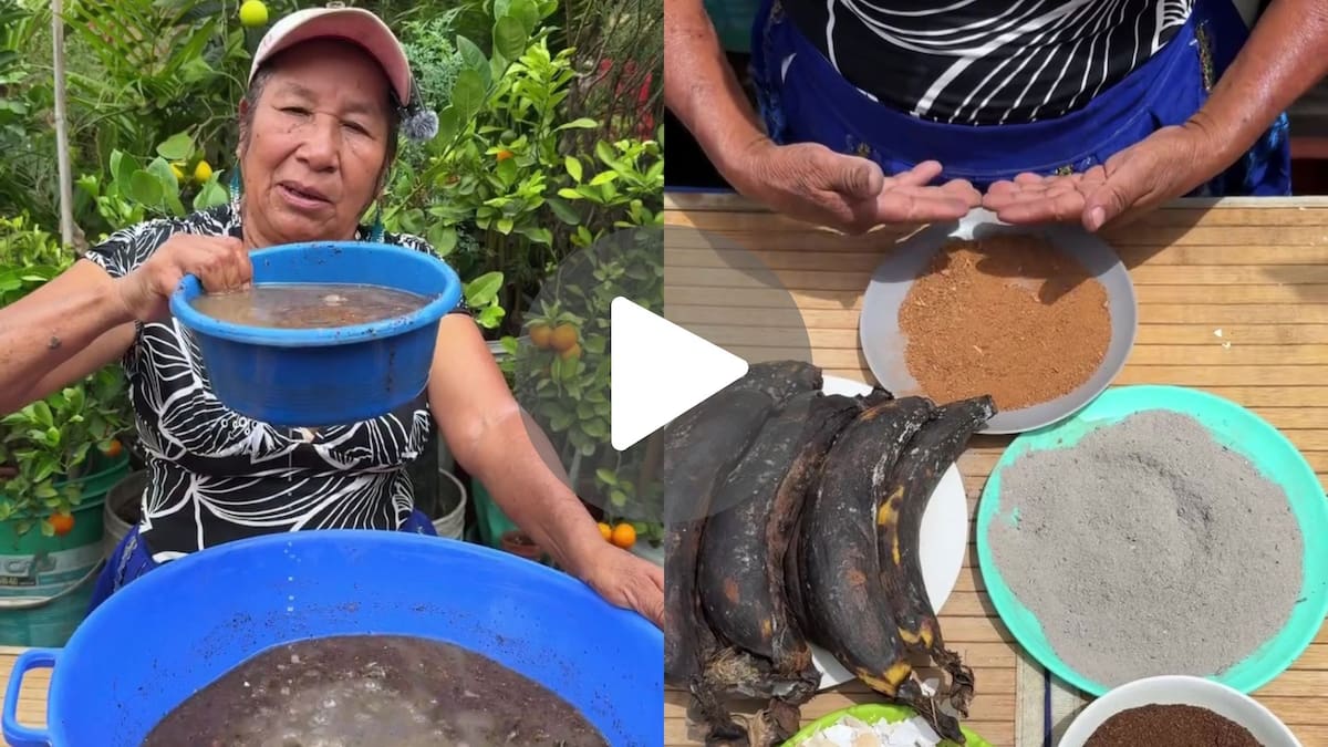 Confirmado por la abuelita Ofelia: “Para mejores frutales, mezcla plátano, cenizas de leña, borra de café, cáscara de huevo y canela en diez litros de agua”