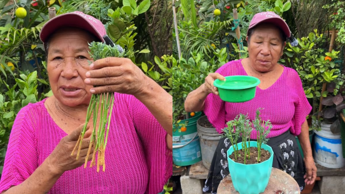 Abuelita Ofelia con la planta ruda