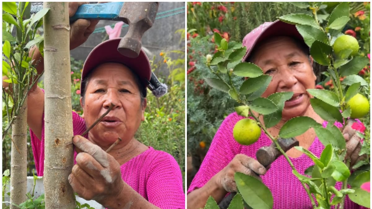 La abuelita Ofelia: “Si le colocas clavos oxidados al tronco de tus frutales, te darán flores y frutos mejores de lo que esperabas y crecerán grandes y jugosos”