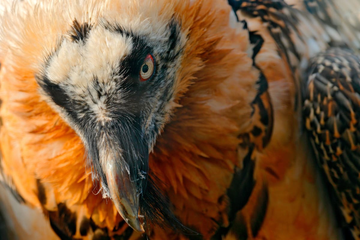 Acercamiento ave quebrantahuesos. Foto: Twitter @FBiodiversidad