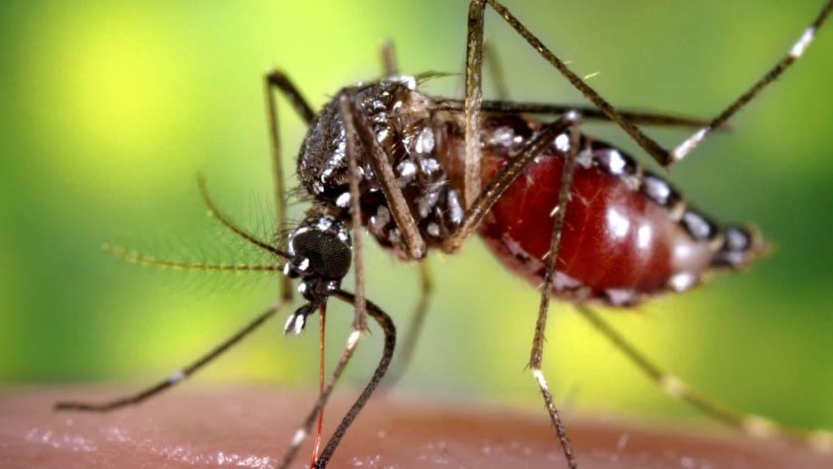 Aedes aegypti. Foto: NA.