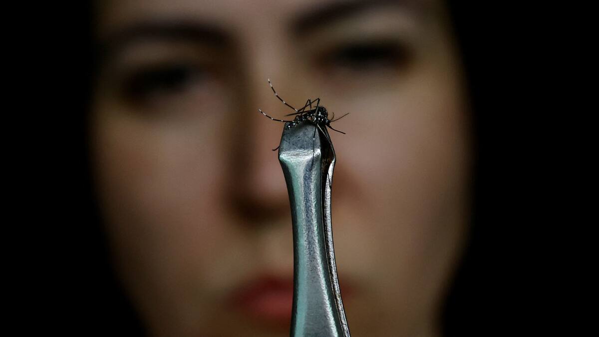 Aedes aegypti, mosquito transmisor del dengue. Foto: REUTERS.