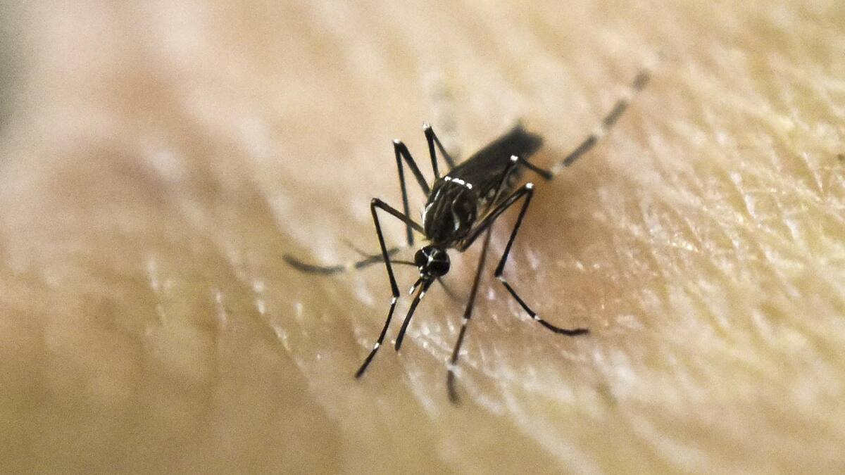 Aedes aegypti, el mosquito que transmite el dengue y la fiebre chikungunya. Foto: NA.