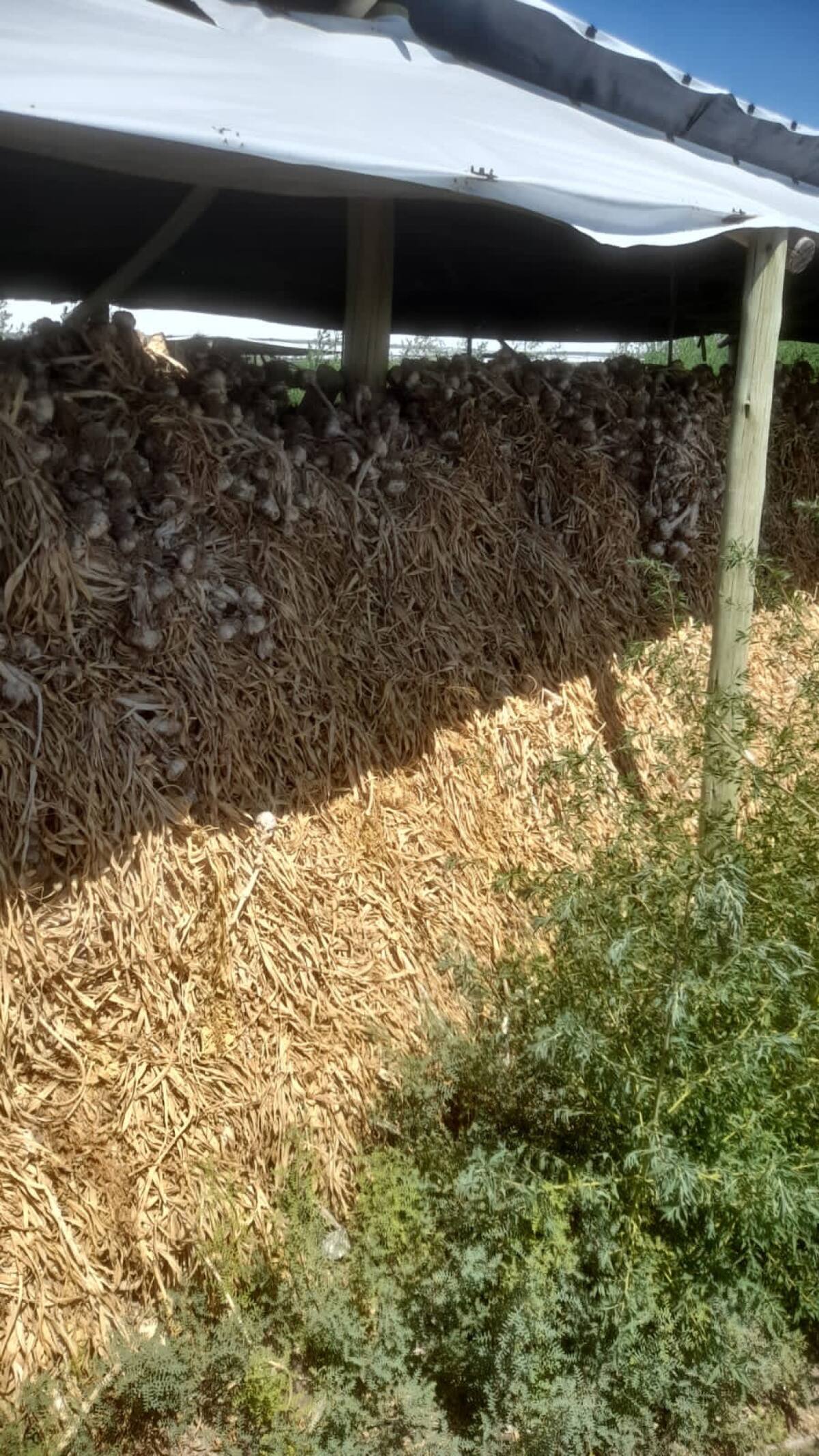 AFIP interdictó más de 2800 toneladas de ajo por falta de respaldo. Foto: AFIP