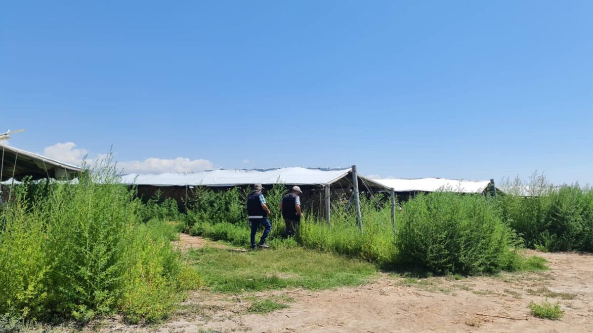 AFIP interdictó más de 2800 toneladas de ajo por falta de respaldo. Foto: AFIP