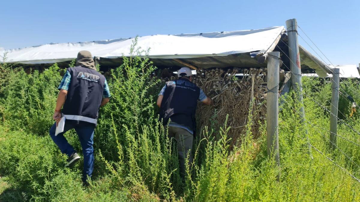 AFIP interdictó más de 2800 toneladas de ajo por falta de respaldo. Foto: AFIP