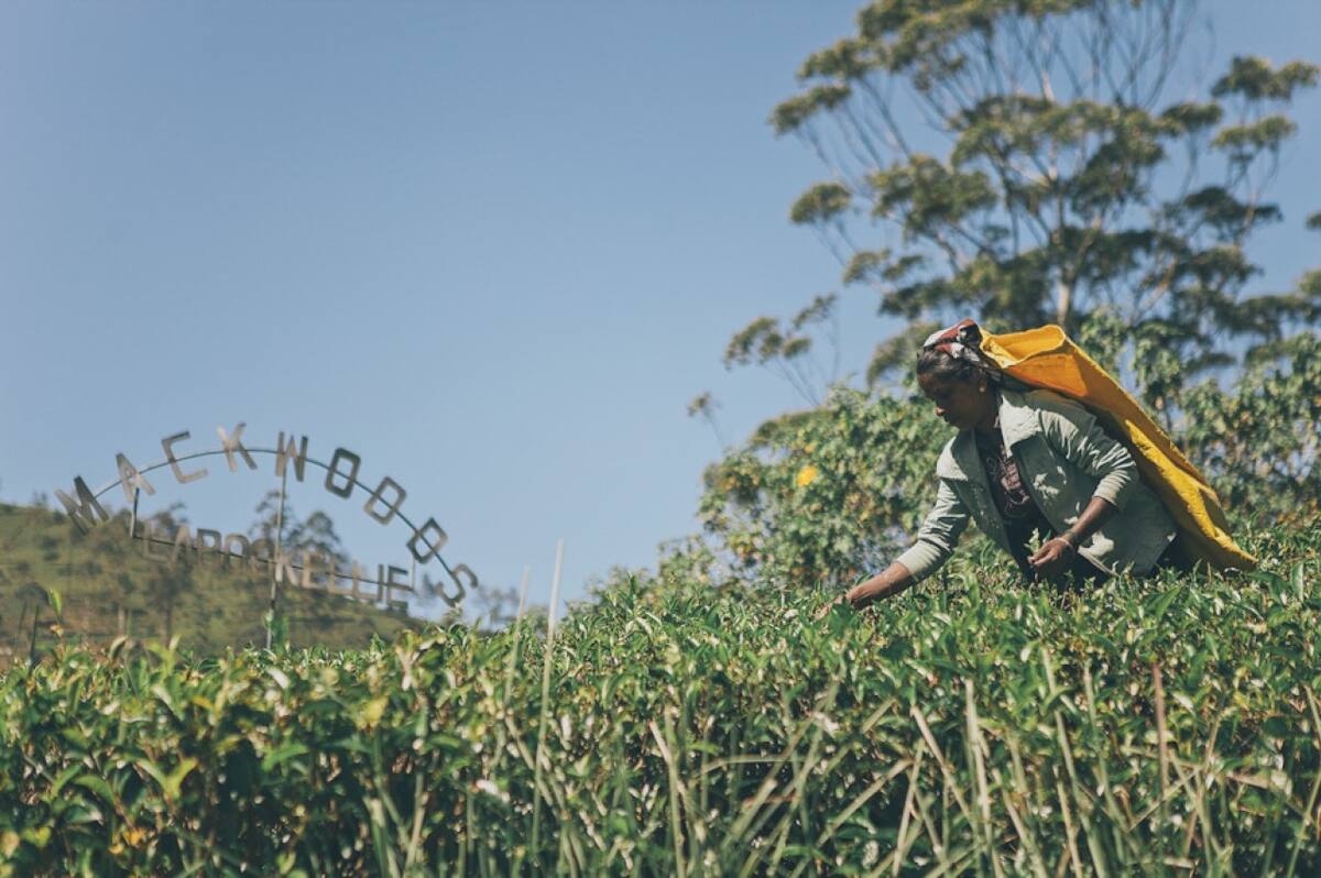 Agricultores de Sri Lanka. Foto: EFE