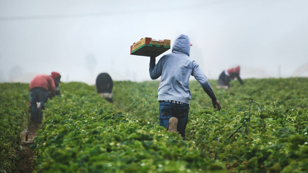 Agricultura en África. Foto: Unsplash.