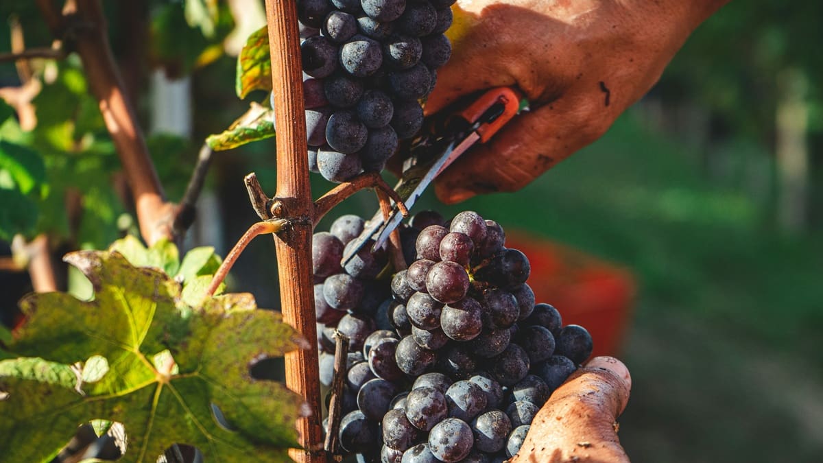 La bodega escondida entre las sierras bonaerenses donde se pueden degustar vinos y ver cómo se elaboran