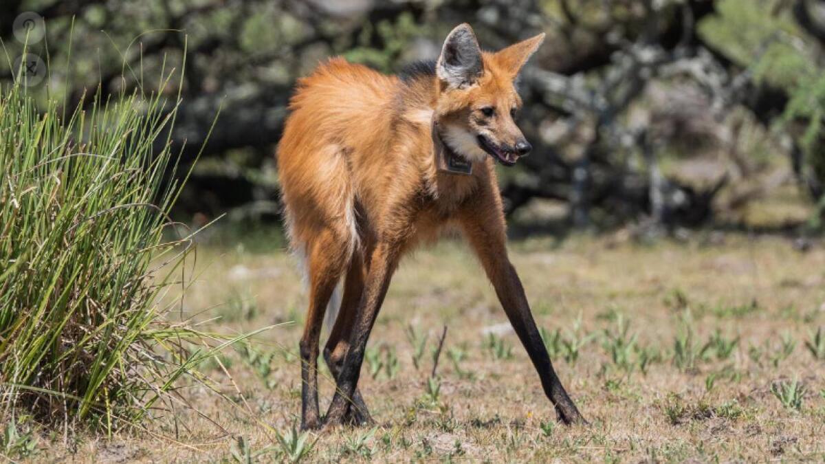Aguará guazú. Foto: Telam