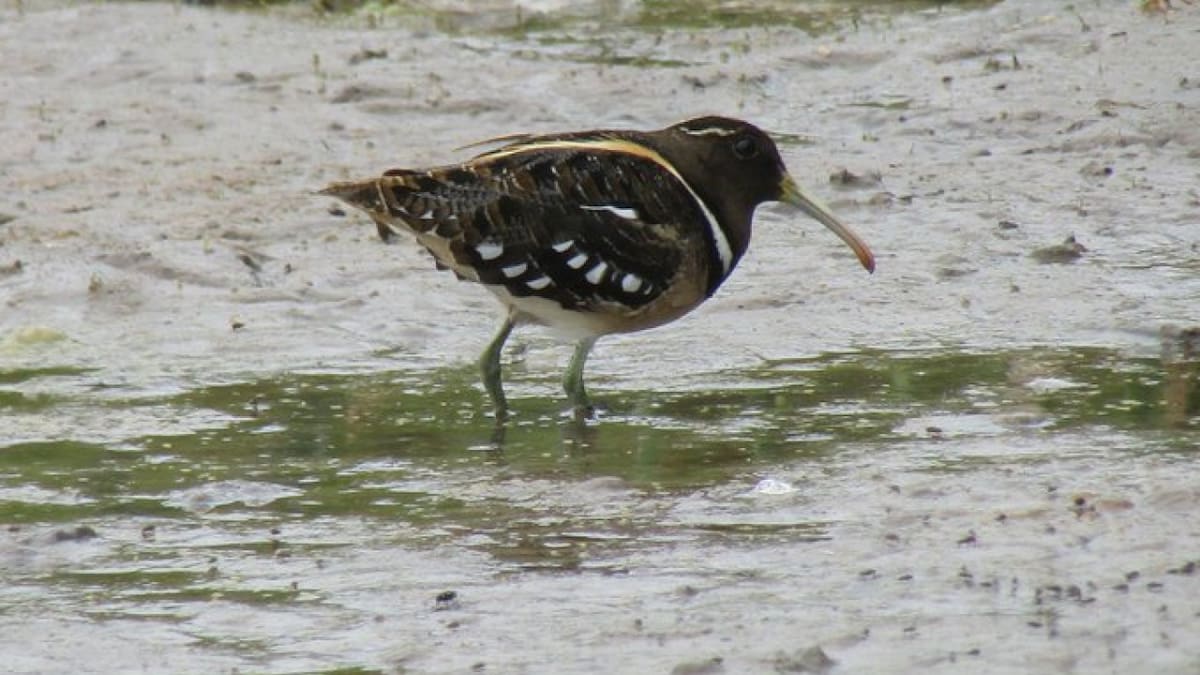 Así es el aguatero, una de las aves más increíbles. Foto X @AlanBenadia