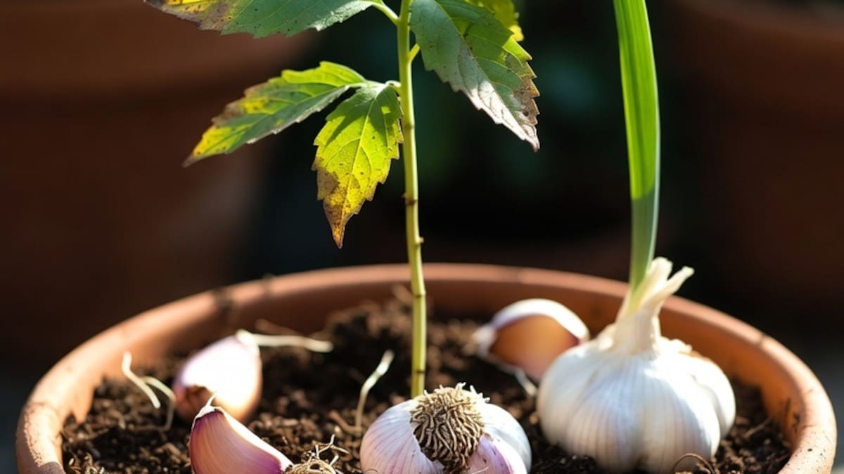 El truco del diente de ajo en la maceta: para qué sirve enterrarlo y cómo protege las raíces de tus plantas