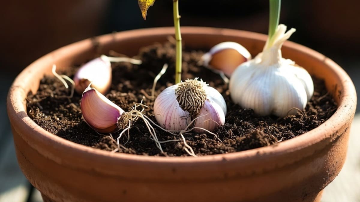 El truco del diente de ajo en la maceta: para qué sirve enterrarlo y cómo protege las raíces de tus plantas