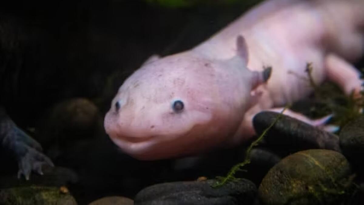 Ajolote (Ambystoma mexicanum). Fuente: Unsplash
